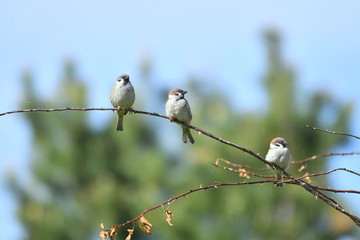 bird. nightingale. sparrow. a tree. tree. Spring . bird on a tree. cone. tree. green tree. green background . background . Spring. summer