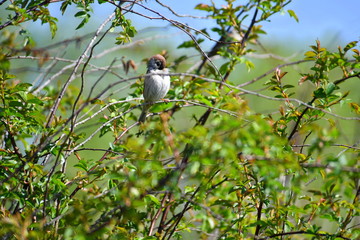 bird, branches green tree, sparrow, spring