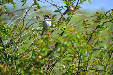 bird. nightingale. sparrow. a tree. tree. Spring . bird on a tree. cone. tree. green tree. green background . background . Spring. summer