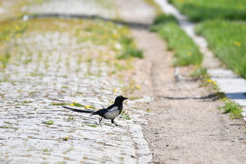 magpie, bird, bird on the trawl, meadows, green lawn