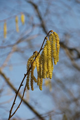 Weidenblüte