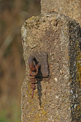 Rost