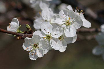 Fototapeta premium weiße Obstblüten