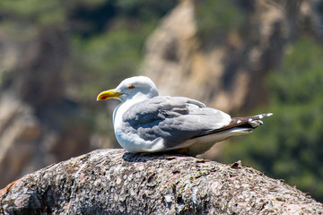 Seagull, Santa Clotilde Gardens in Lloret de mar, Catalonia, Spain.