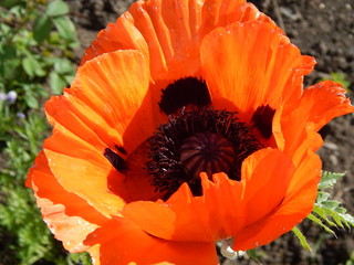 poppy flower in the garden