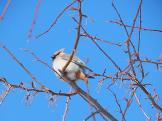 waxwing on a branch