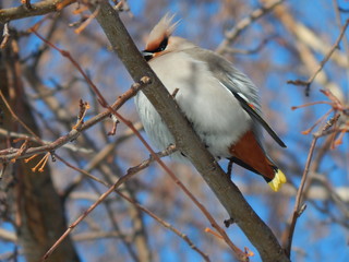 waxwing on a branch