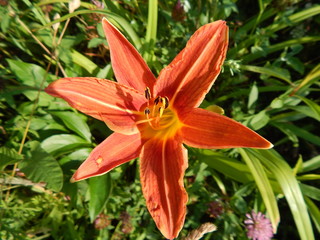 orange tiger lily