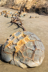 Spherical rocks at Moeraki Boulders beach in New Zealand.