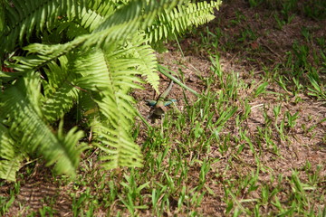 Wild colorful Green Ameiva ameiva Lizard crawling on green grass in Amazon Rainforest, Brazil