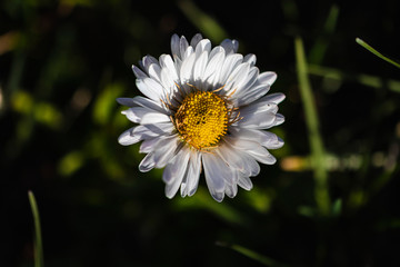 colorful rural flowers in the spring