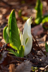 早春の朝のミズバショウ