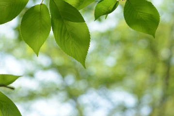 Fototapeta na wymiar Green leaves of cherry tree 