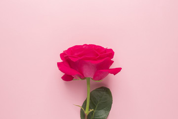 Dark pink rose on a pink background minimal style