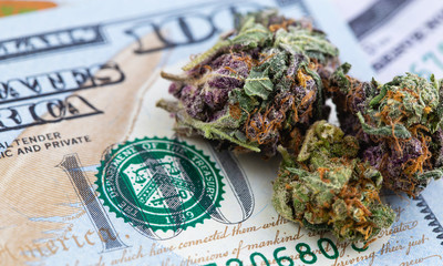 medical marijuana, cannabis with one hundred dollars banknotes macro, closeup