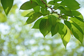 Green leaves of cherry tree 