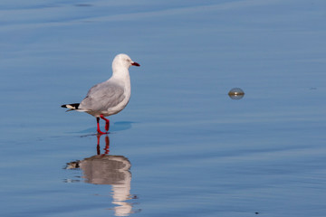 Bird at Sandfly Beach in New Zealand