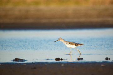 Wood sandpiper - Tringa glareola on the lake