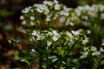 close-up of white forest flowers in the forest. Beautiful early spring forest landscape.