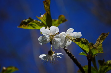 Flowers of the cherry blossoms on a spring day