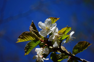 Flowers of the cherry blossoms on a spring day