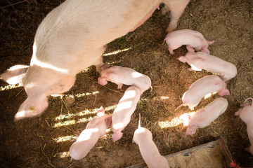 Young pigs on a farm. Group of pigs on the farm. pigs on a farm in the farm eat food