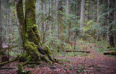 Ancient green europea rainforest on Tara mountain in serbia