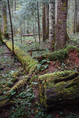 Ancient green rainforest in serbia