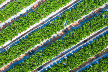 Strawberry field, Lines of Green ripe plants full of Red Strawberries ready for picking in a farm, Aerial view.