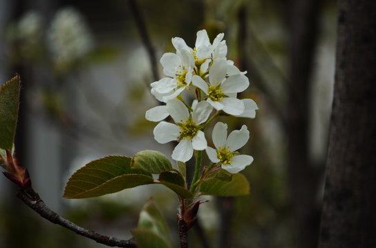 Close up on the flowering branch of amelanchier laevis also known as smooth shadbush, smooth serviceberry, or Allegheny serviceberry is a North American species of trees in the rose family,