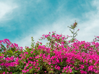 Obraz na płótnie Canvas Pink bougainvillea flower, Bougainvillea is a thorny ornamental vines