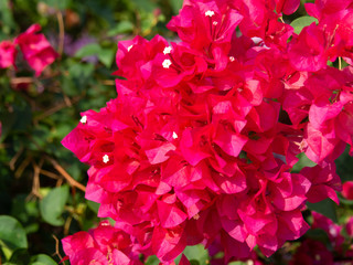 Pink bougainvillea flower, Bougainvillea is a thorny ornamental vines