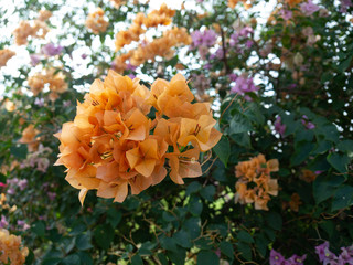 Bougainvillea flower, Bougainvillea is a thorny ornamental vines