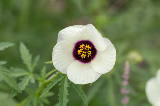 Macro of Hibiscus Cannabinus Amethyst. Flower with white petals and purple and yellow center.
