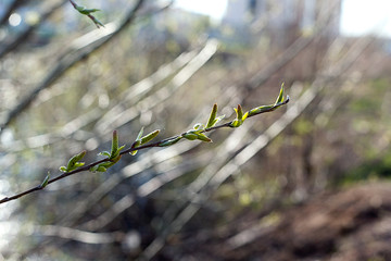 young green leaves on a thin tree branch