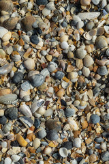 Sea shells on sand as background