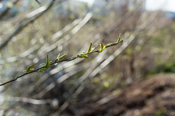 young green leaves on a thin tree branch