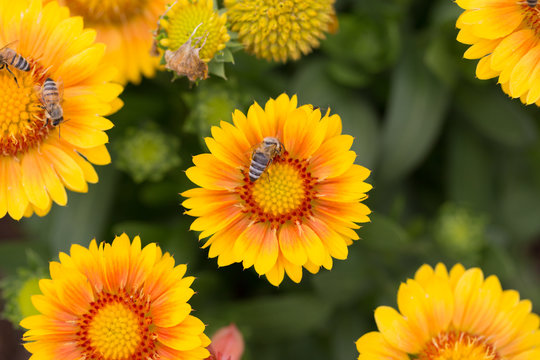 Close up of a round, yellow-orange common blanketflower with a bee. Latin name Gaillardia Aristata Arizona Apricot