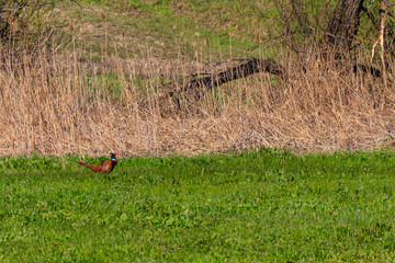 Pheasant in green grass on a meadow