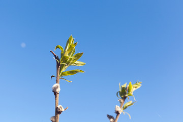young green leaves on a thin tree branch