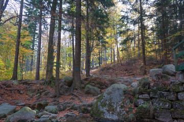 Autumn forest scene, trees, sunset