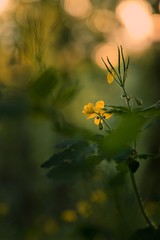 Yellow flowers in the green forest