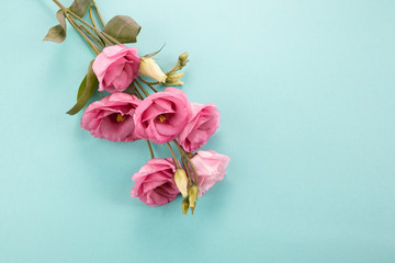 Pink eustoma flowers onmint color background . Romantic background. Top view