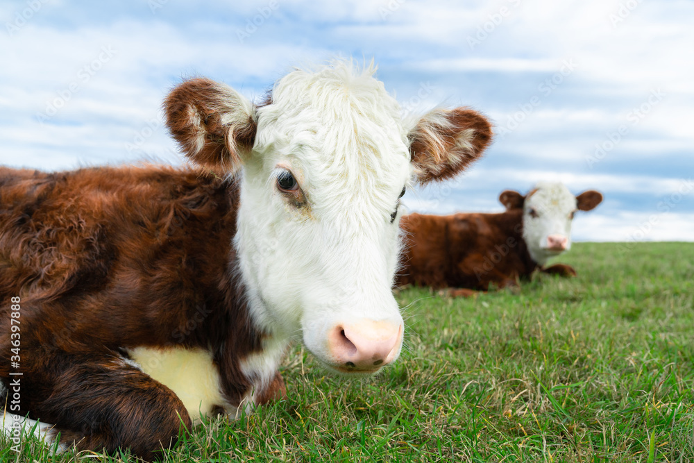 Wall mural Close-up of white and brown calf looking in camera laying in green field with fresh spring grass on green blurred background.