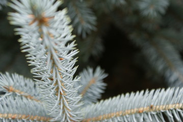 snow covered pine needles