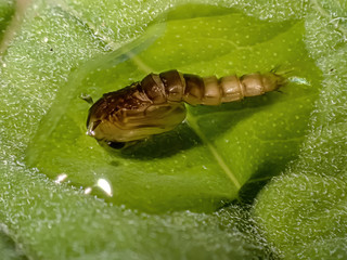 Pupa of a mosquito, macro shot.
