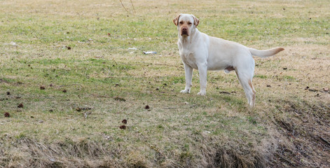 Fototapeta premium the yellow labrador stands on the grass and looks at us carefully