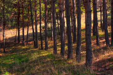 Fototapeta premium One of the most beautiful forests in Armenia