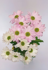 margaretki bukiet różowych i białych kwiatów Leucanthemum vulgare © K.Jagielski