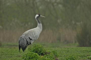 The common crane Grus grus portrait